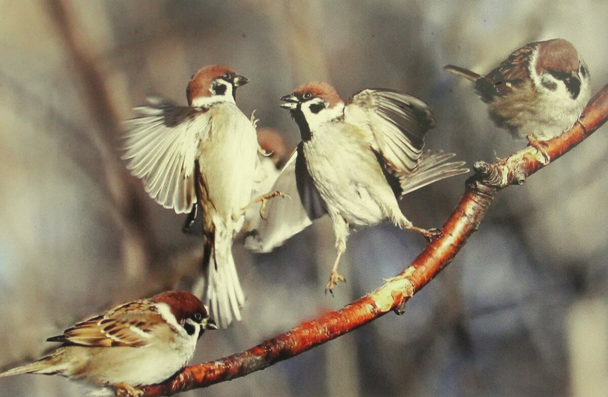 Подрались - Людмила Смородинская Подрались - Людмила Смородинская