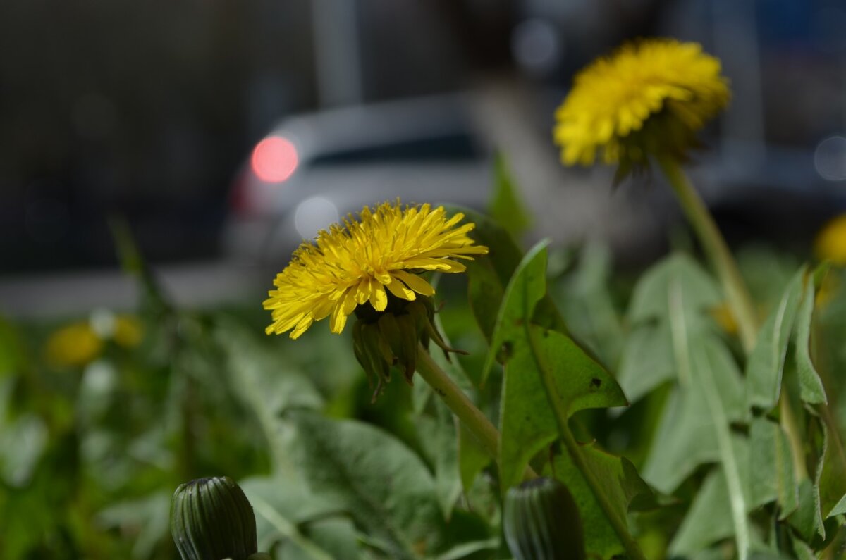 ,,, - Сергей Тимоновский