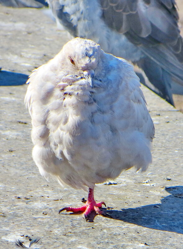 Одноногий птиц - Александр Чеботарь Одноногий птиц - Александр Чеботарь