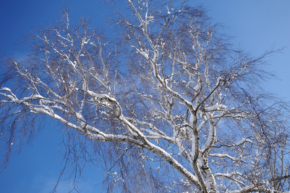 Окрестности Калининграда - Рита Симонова