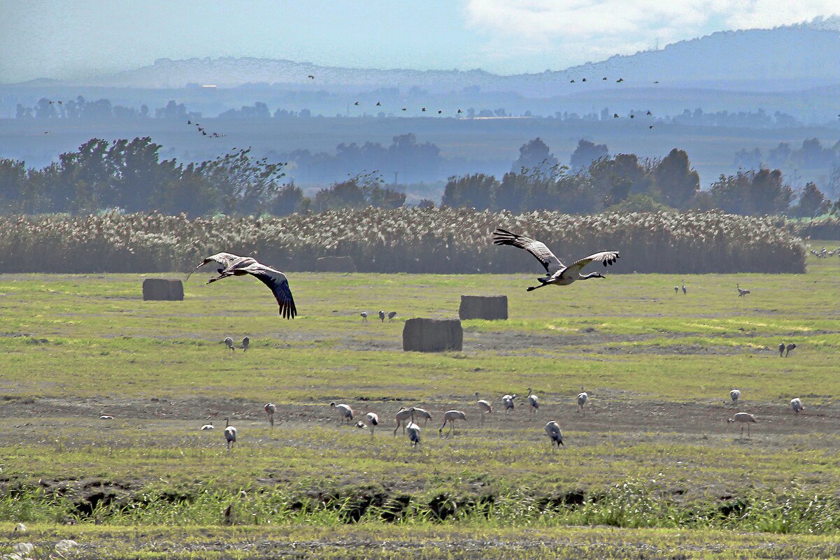 Аисты - Sergey Grim Аисты - Sergey Grim