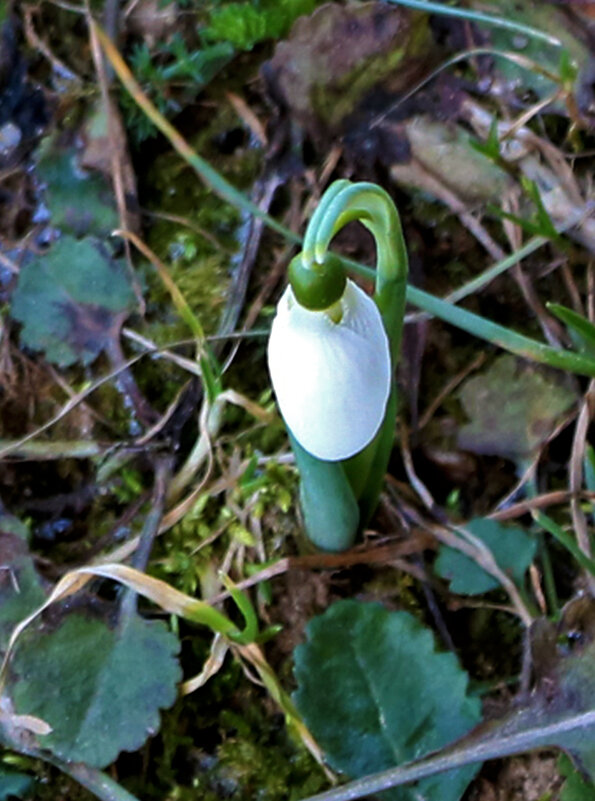 Мартовский фонарик - Светлана Мартовский фонарик - Светлана