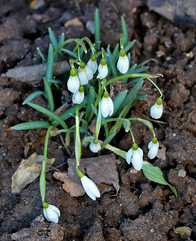16 марта - уже подснежники! - Светлана 