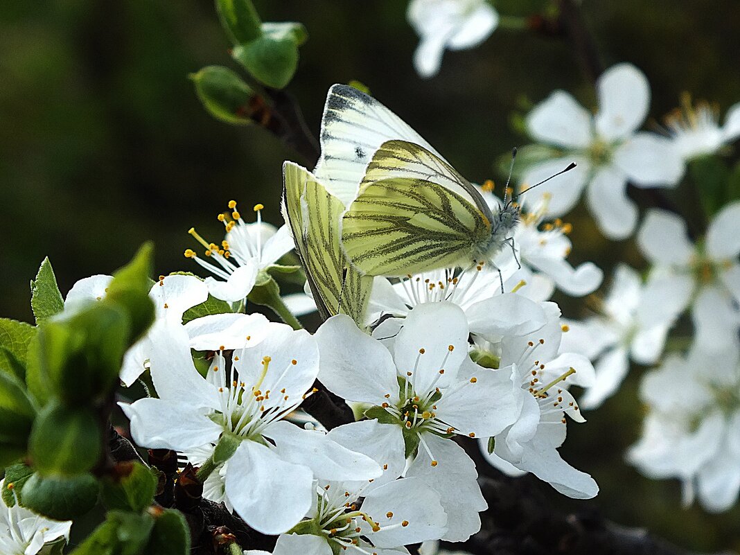 ** - Зоя Мишина ** - Зоя Мишина