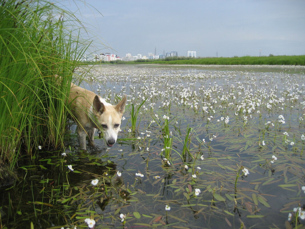 Лето - Anna Ivanova Лето - Anna Ivanova