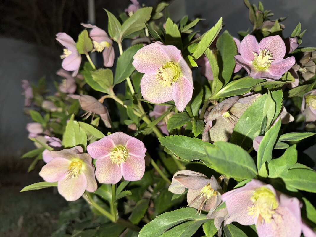 Морозник - Валентина .