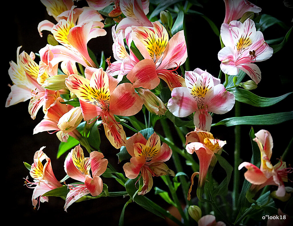 цветы для любимых - Олег Лукьянов цветы для любимых - Олег Лукьянов