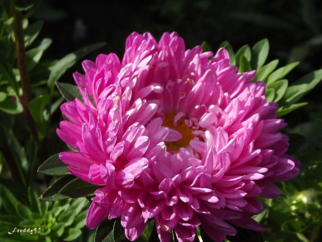 Астра - Freddy 97