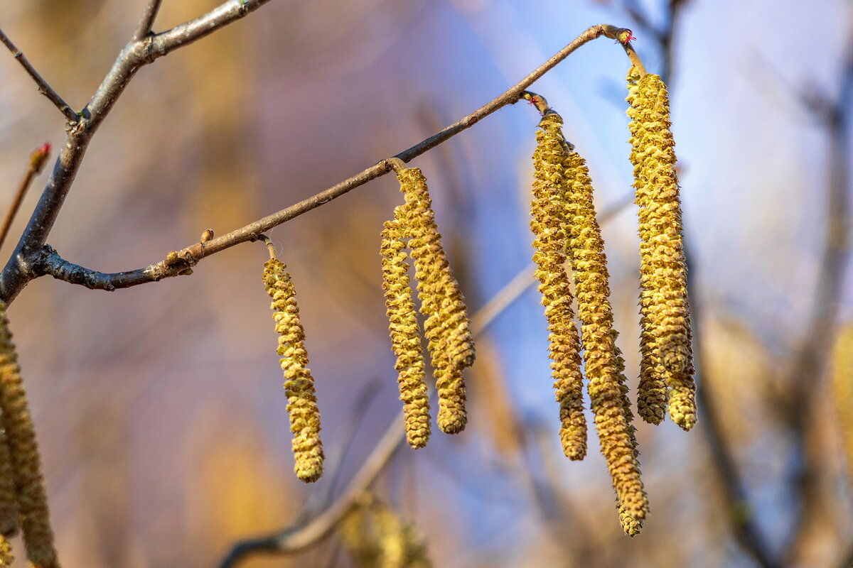Вчера была весна. - Анатолий. Chesnavik.