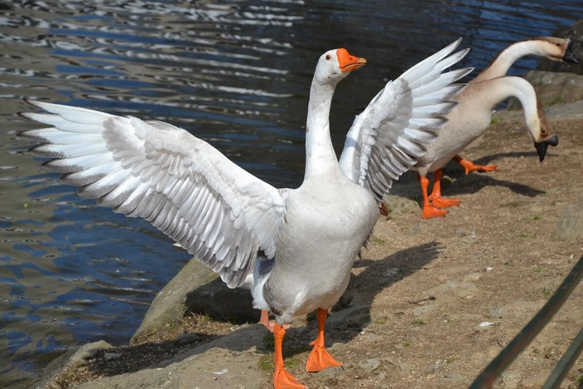 ...Справа супружеская пара, слева - холостяк:) - Надежда 