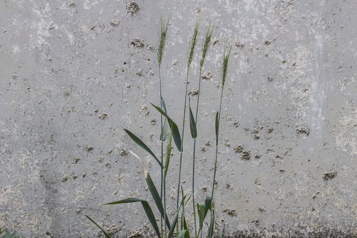 У расстрельной стены - Коля Лукашов