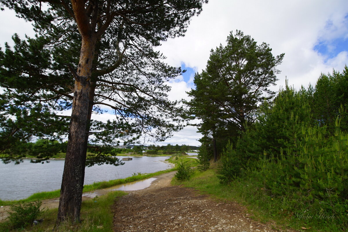Сосновое место... - Николай Гирш Сосновое место... - Николай Гирш