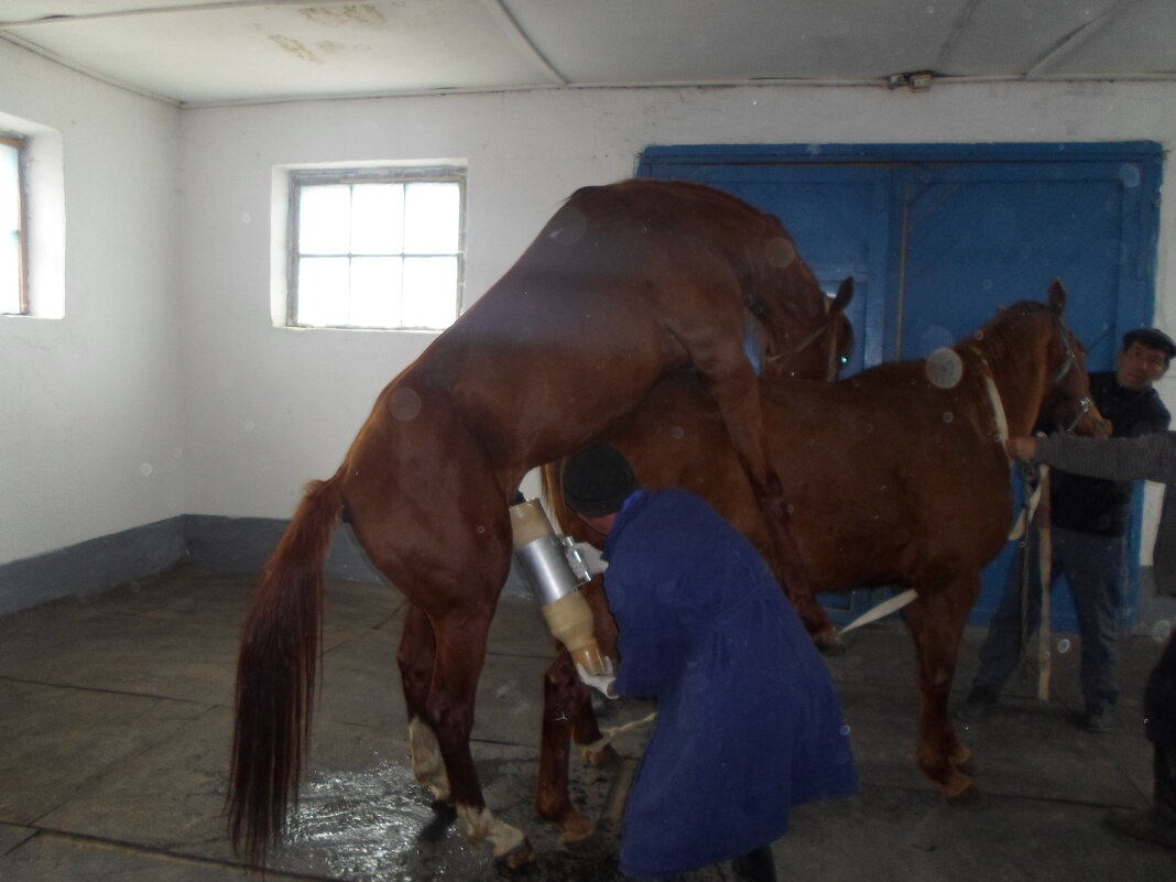 Искусственное осеменение. Взятие спермы - Светлана SvetNika17 Искусственное осеменение. Взятие спермы - Светлана SvetNika17