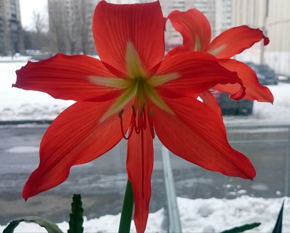 И снег, и цвет. - Ирина *** И снег, и цвет. - Ирина ***