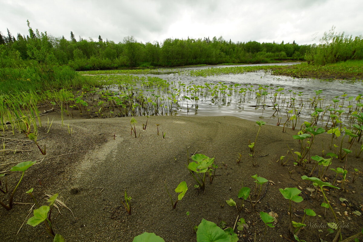 У реки Косьвы... - Николай Гирш