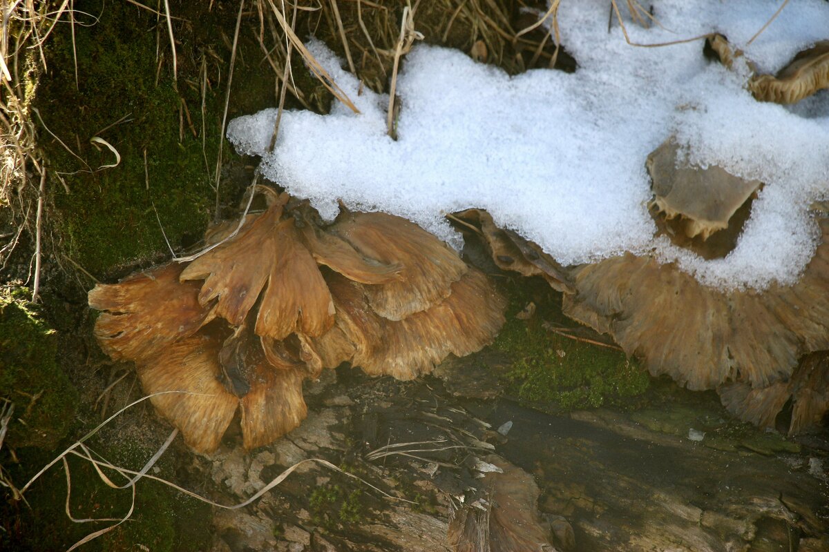 Грибы-подснежники - Наталья Герасимова