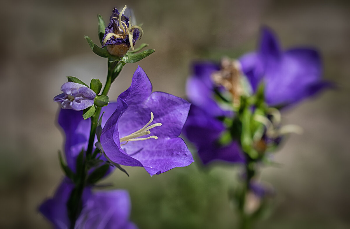 Колокольчик. - Лилия *