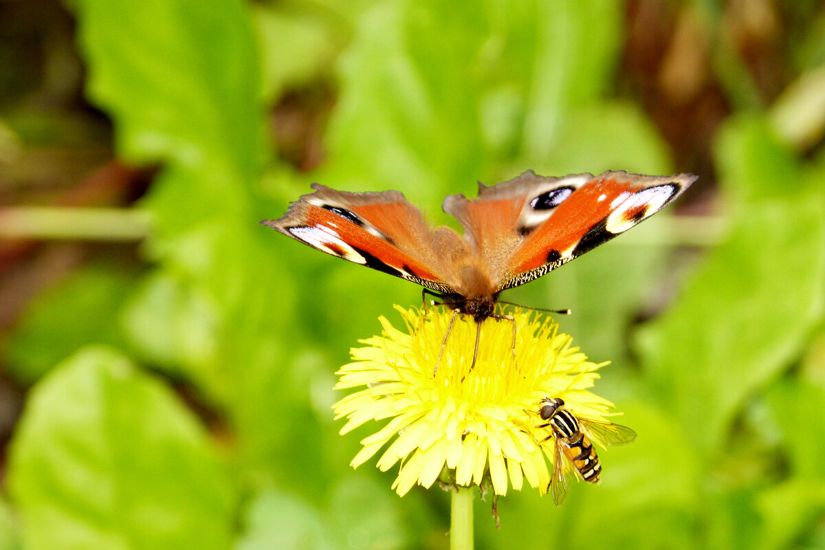 опять про бабочек 471 - Александр Прокудин опять про бабочек 471 - Александр Прокудин