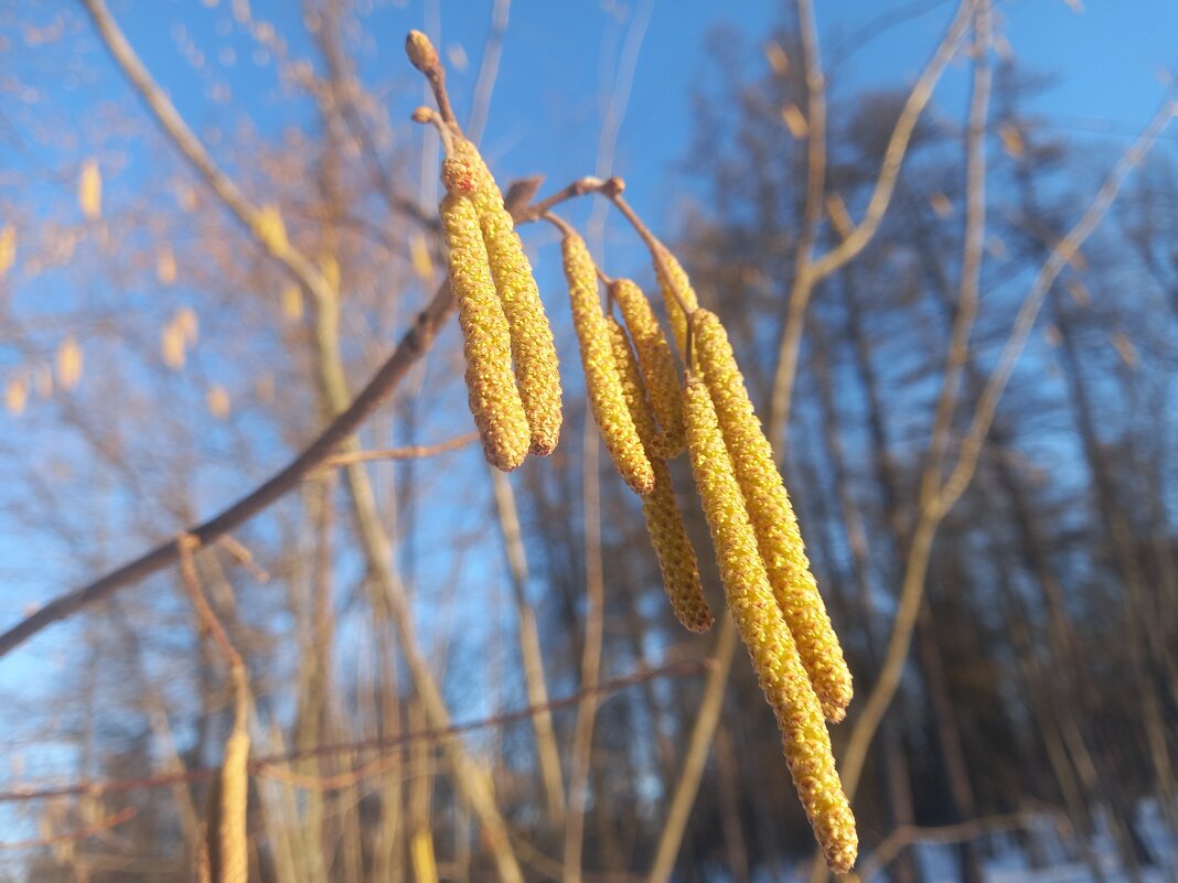 Орешник - Сапсан 