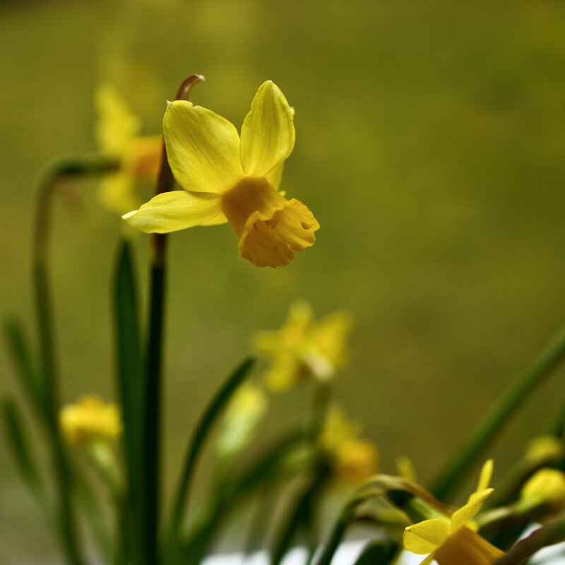 Весенняя радость.Нарцисс. - Lucy Schneider Весенняя радость.Нарцисс. - Lucy Schneider