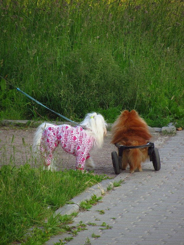 О братьях наших меньших - Андрей Лукьянов О братьях наших меньших - Андрей Лукьянов