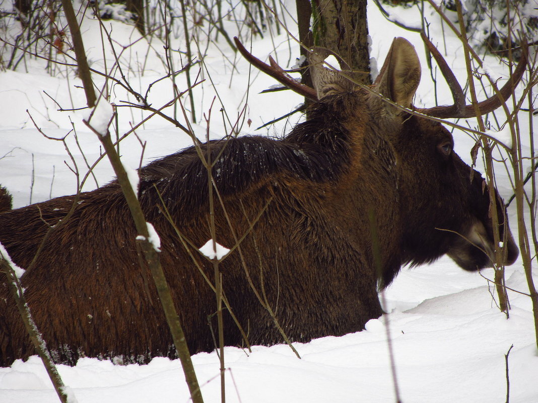 О братьях наших меньших - Андрей Лукьянов О братьях наших меньших - Андрей Лукьянов