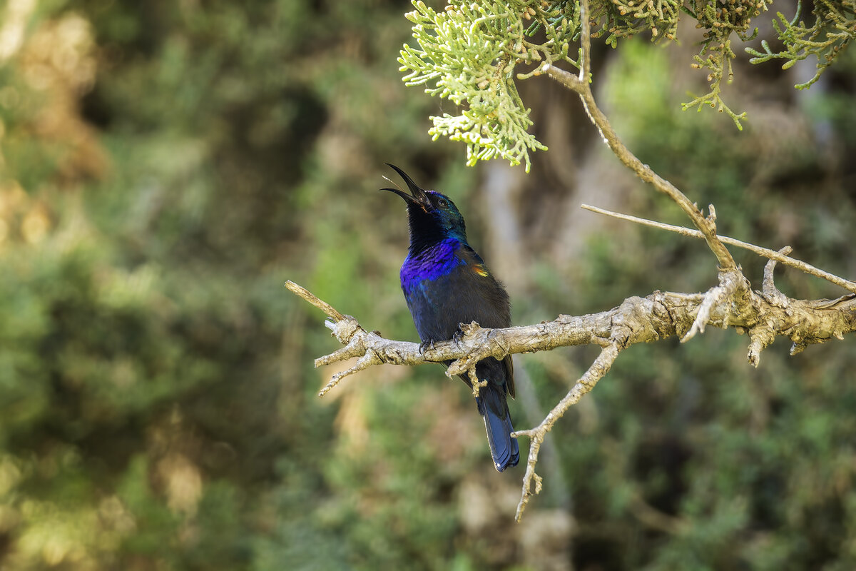 Палестинская нектарница. - Alexander Amromin