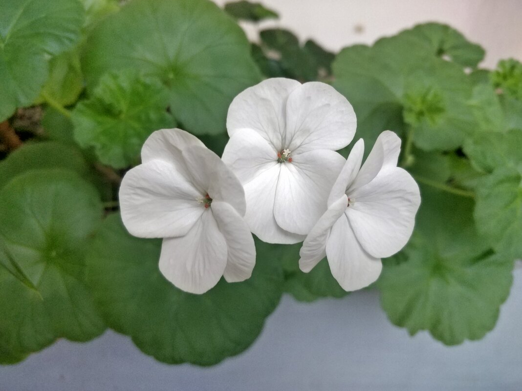 Белая герань - Андрей Хлопонин Белая герань - Андрей Хлопонин