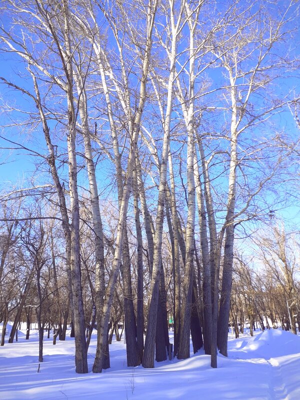 Весна - Георгиевич Весна - Георгиевич