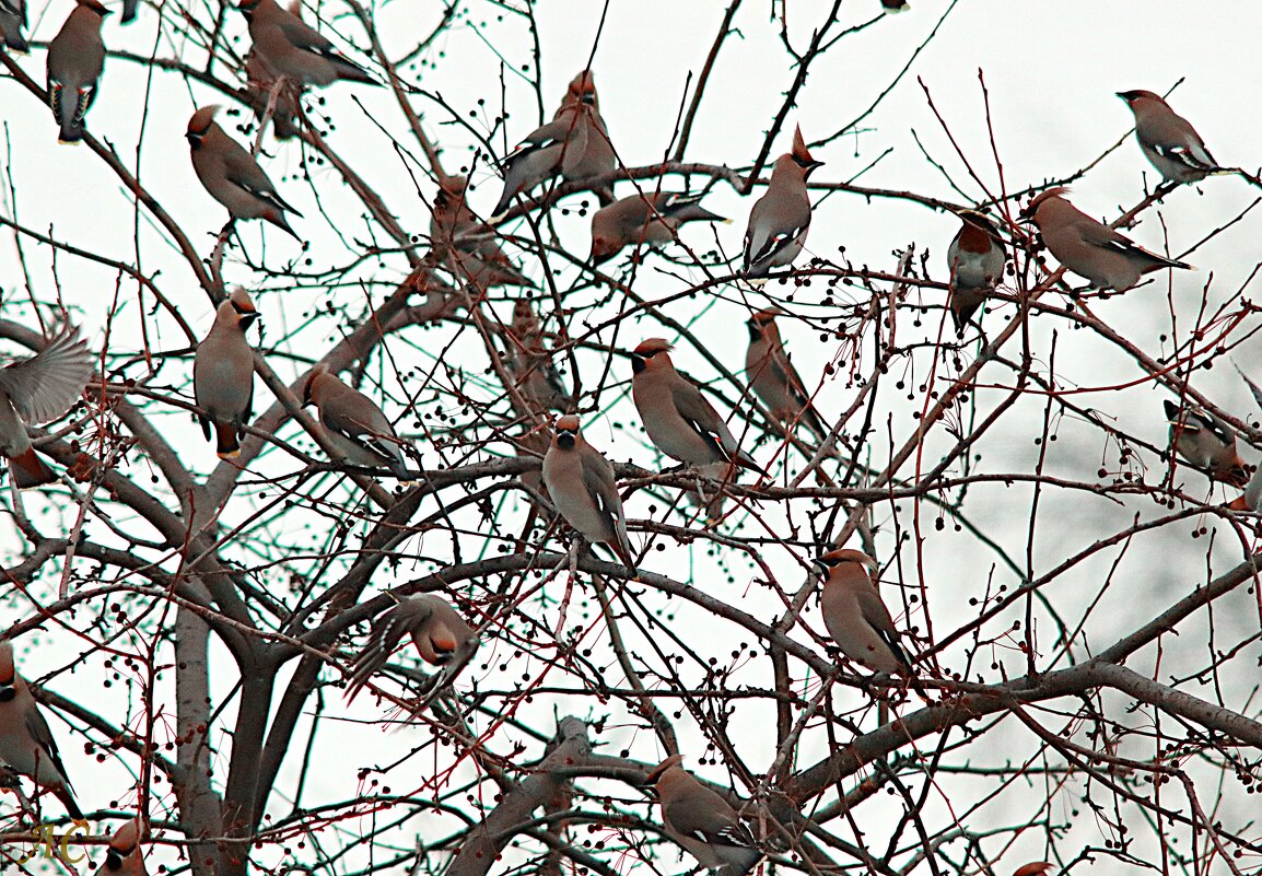 На птичьем форуме - Любовь Сахарова