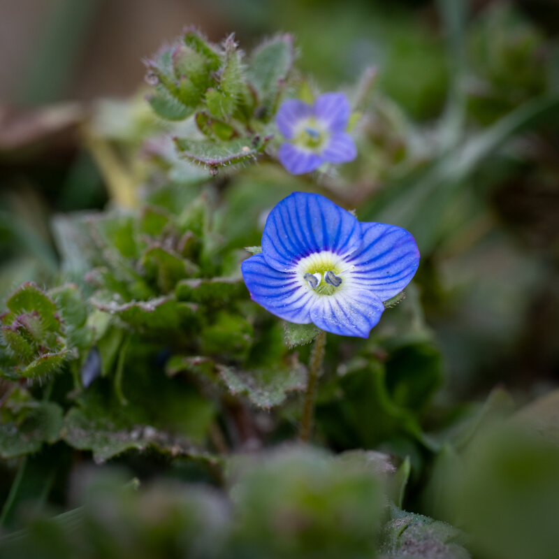 Малюсенькие, весенние цветочки... - Referee (Дмитрий) Малюсенькие, весенние цветочки... - Referee (Дмитрий)