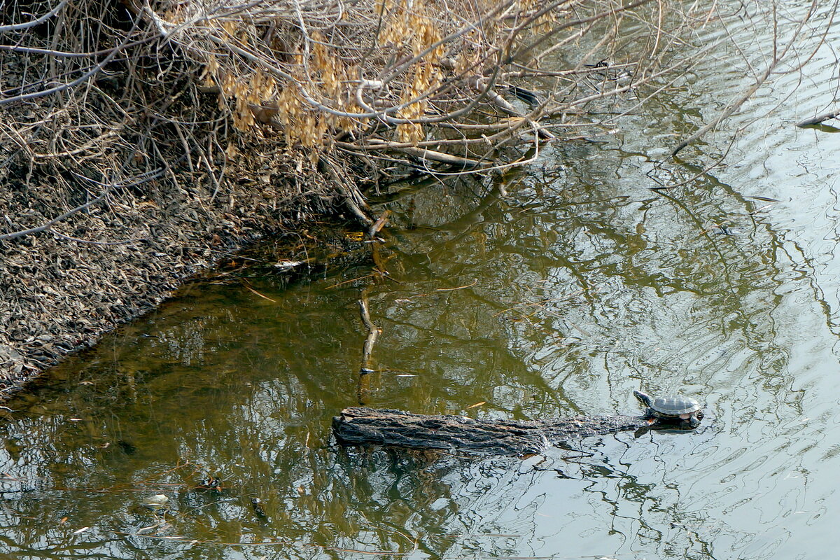 Солнечные ванны - Сеня Белгородский