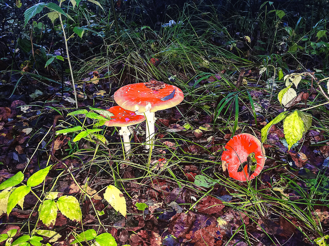 Грибы - Владимир Башко