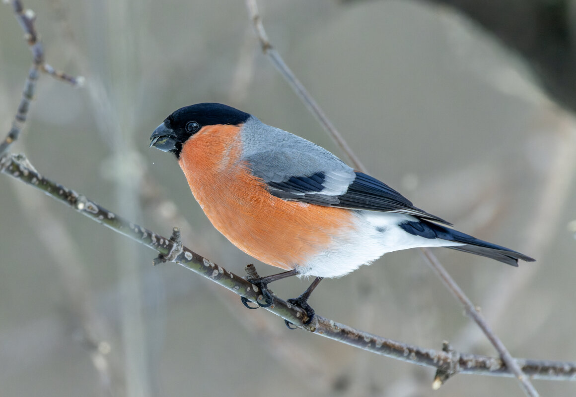 снегирь самец - юрий макаров снегирь самец - юрий макаров