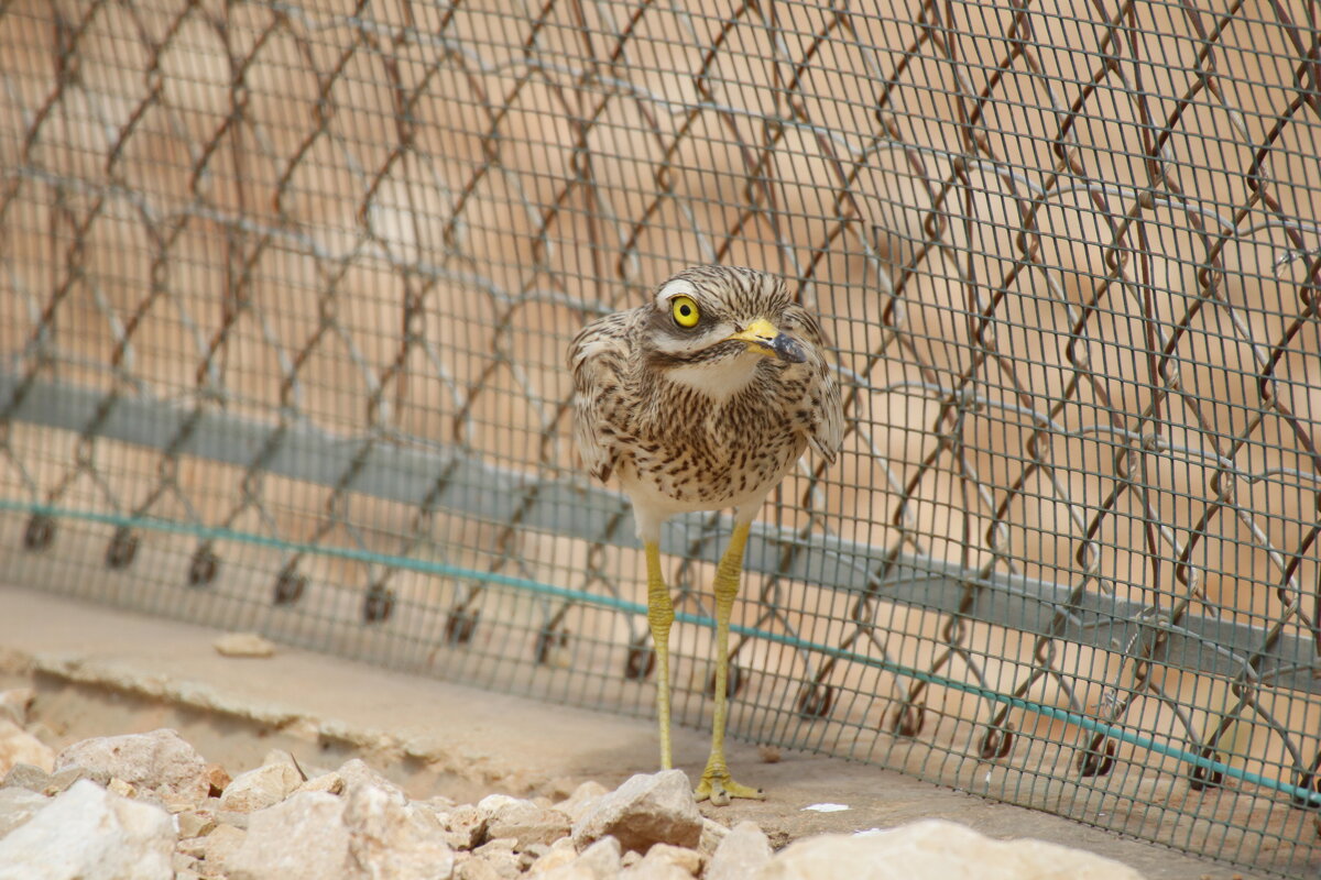 Авдотка - Ефим Журбин