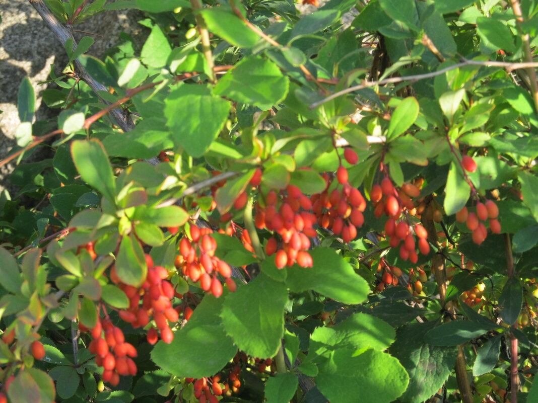 август - Елена Шаламова