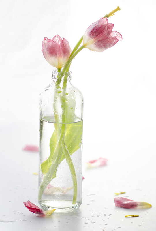 Три тюльпана - Оксана ДоброВольская