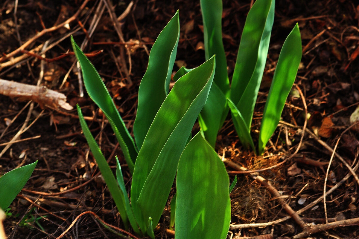 Тюльпанчики - Юрий Гайворонскiий Тюльпанчики - Юрий Гайворонскiий