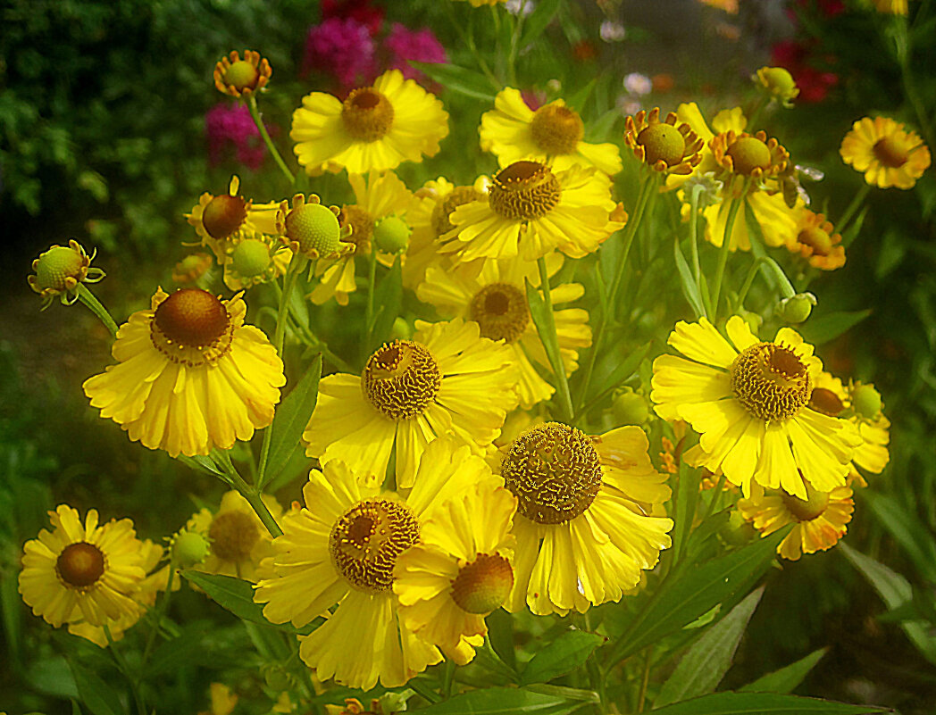 СОЛНЕЧНЫЕ - Елена Семигина СОЛНЕЧНЫЕ - Елена Семигина