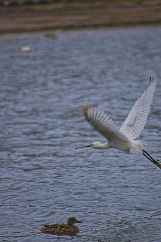 Обыкновенная колпица - Giant Tao / Обыкновенная колпица - Giant Tao /