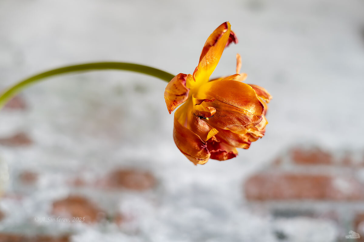 Тюльпан увядает - Александр Синдерёв