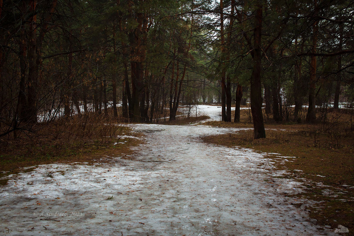 Лесной пейзаж весны - Александр Синдерёв