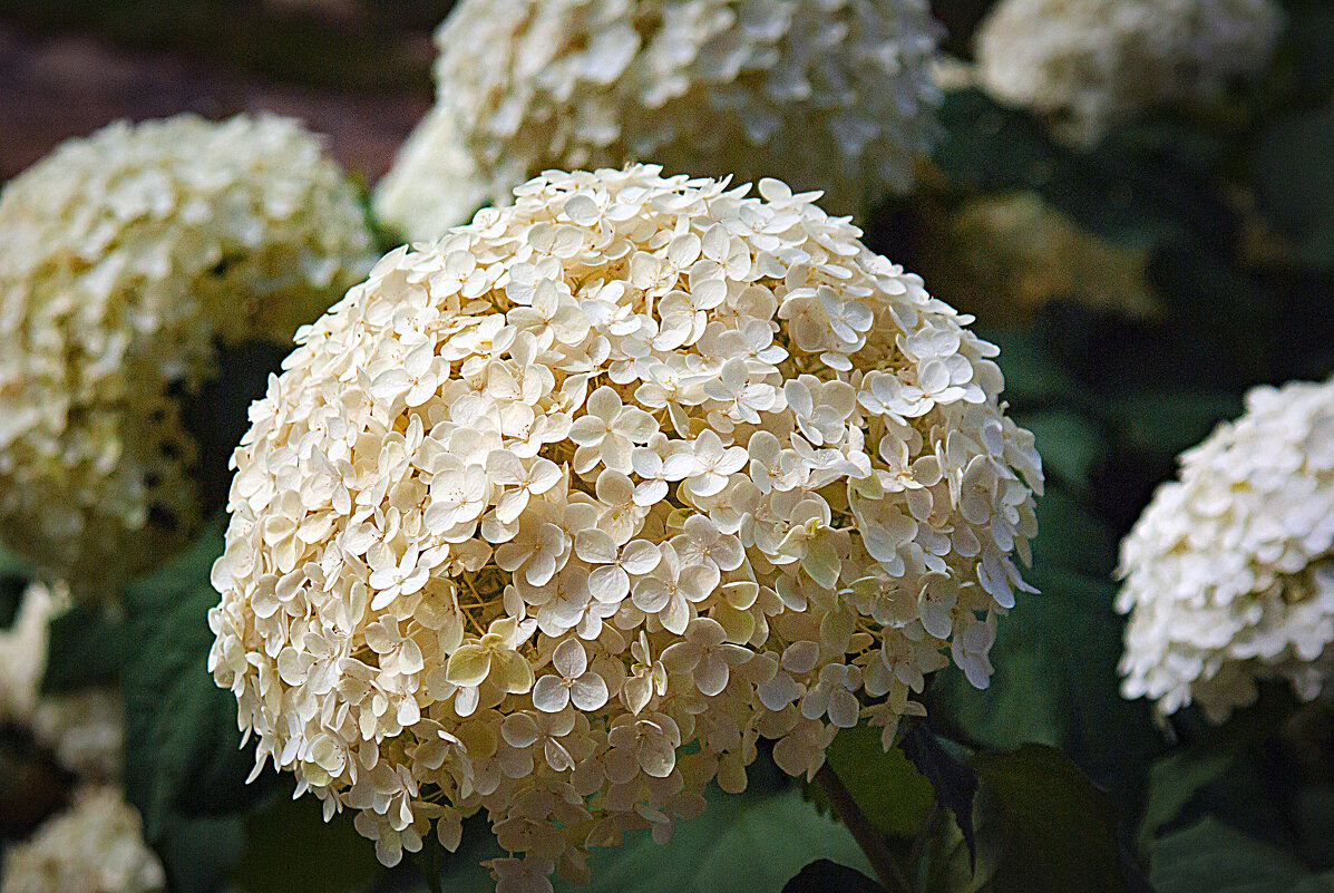 Гортензия - Владимир Кроливец Гортензия - Владимир Кроливец