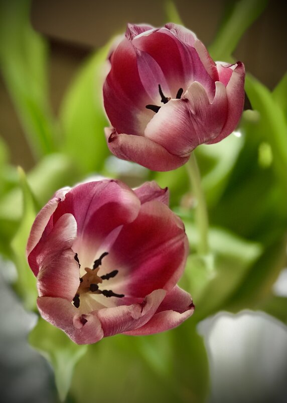 Прекрасное увядание - Любовь Прекрасное увядание - Любовь