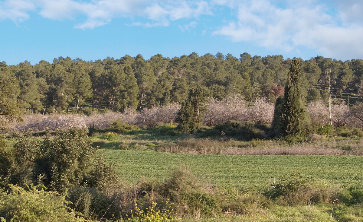 Миндаль зацвел (серия) - Sergey Grim Миндаль зацвел (серия) - Sergey Grim