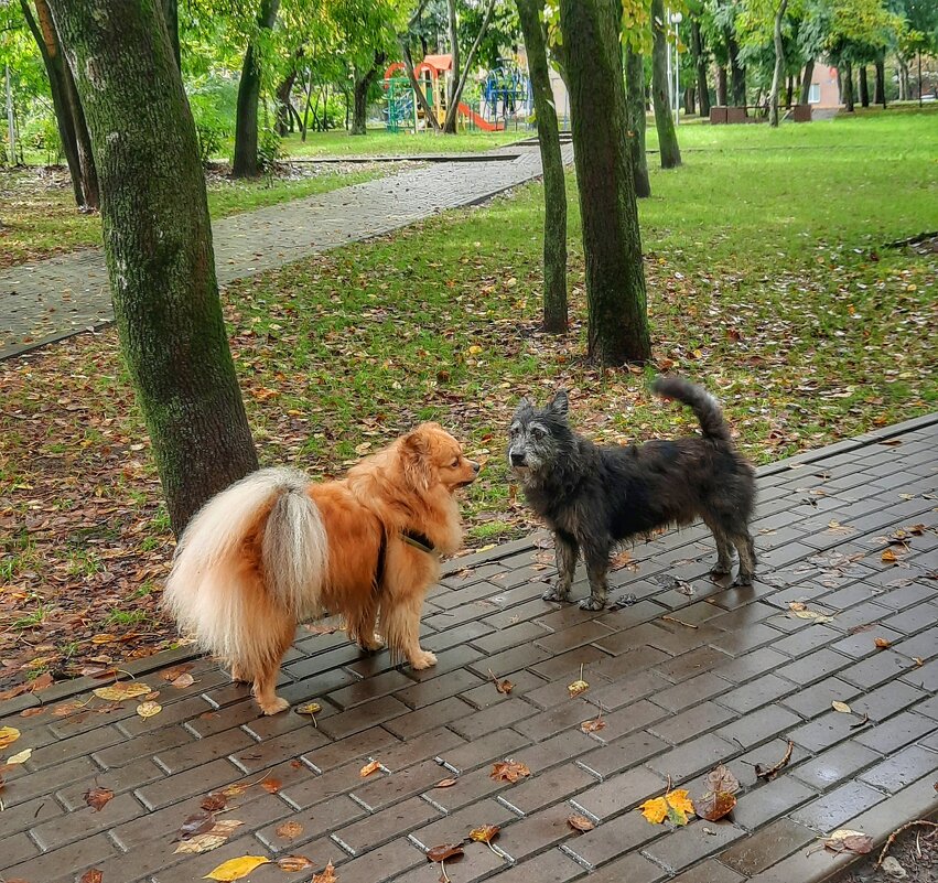 Встреча в парке - Irene Irene