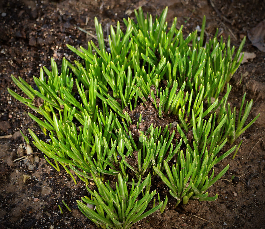 Мартовская зелень - Светлана 