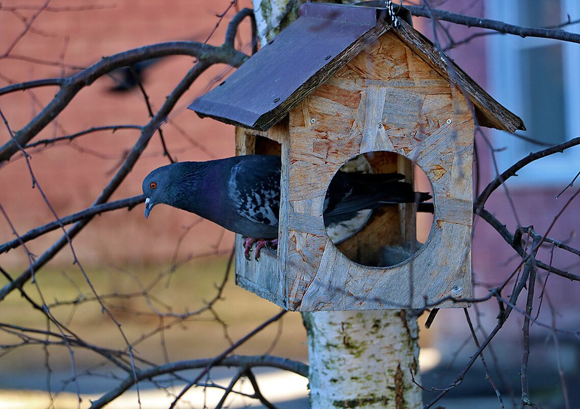 Ничего не приготовили, эх... - Светлана 
