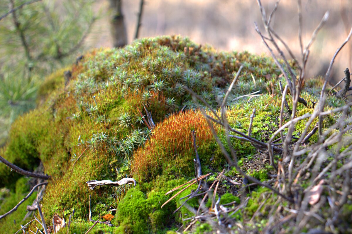 Кусочек природы - Александр Мотырев