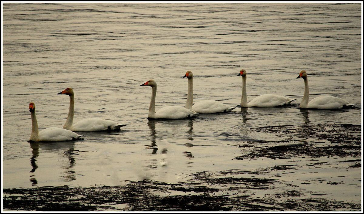 ...эскадра.. - Aleksandr Gal ...эскадра.. - Aleksandr Gal